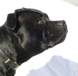Staffordshire Bullterrier
