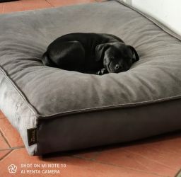 Staffordshire Bullterrier
