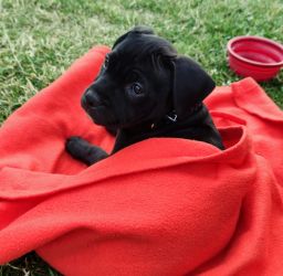 Staffordshire Bullterrier