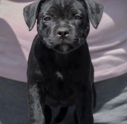 Staffordshire Bullterrier